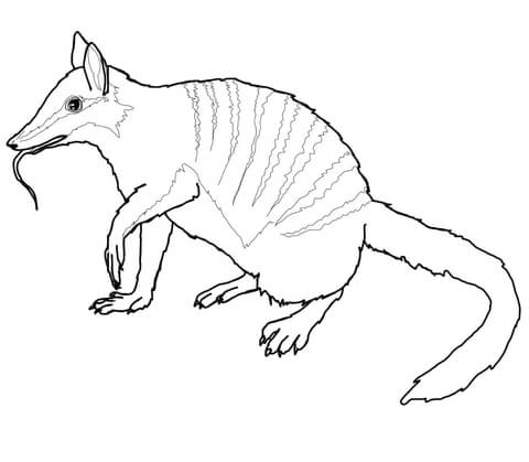 Australian Numbat Coloring Page